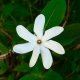 137- Tiare Tahiti 